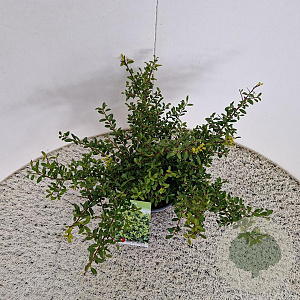 Ilex crenata 'Stokes' 25-30 cm 2,5L