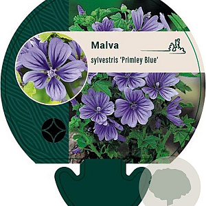 Malva sylvestris 'Primley Blue' GM P9