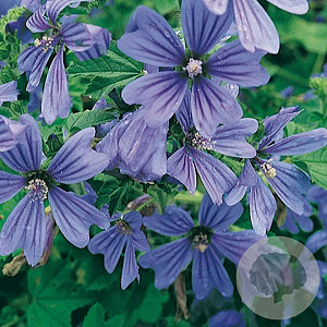 Malva sylvestris 'Primley Blue' GM P9