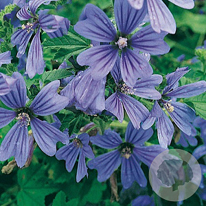 Malva sylvestris 'Primley Blue' GM P9