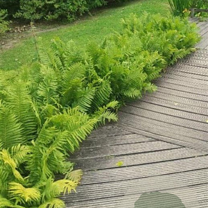 Matteuccia struthiopteris GM P9