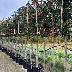 Ilex 'Nellie R. Stevens' 10-12 HA 50L 140 cm stam lei 140x120