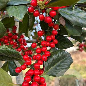 Ilex 'Nellie R. Stevens' 10-12 HA 50L 140 cm stam lei 140x120