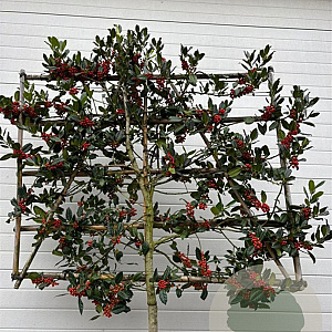 Ilex 'Nellie R. Stevens' 10-12 HA 50L 140 cm stam lei 140x120