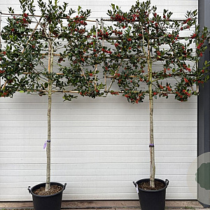 Ilex 'Nellie R. Stevens' 10-12 HA 50L 140 cm stam lei 140x120
