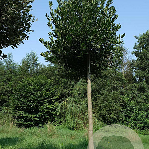 Ilex 'Nellie R. Stevens' 20-25 HO draadkluit