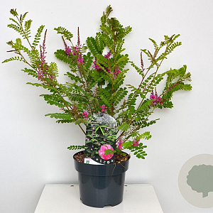 Indigofera heterantha 30-40 cm 3,0L