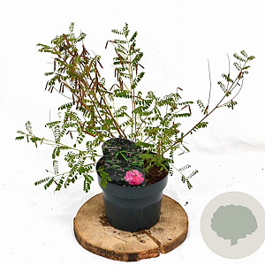 Indigofera heterantha 30-40 cm 3,0L