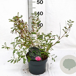 Indigofera heterantha 30-40 cm 3,0L