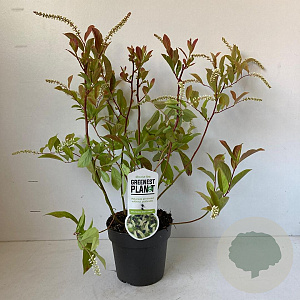 Itea virginica 'Henry's Garnet' 25-30 cm 2,0L