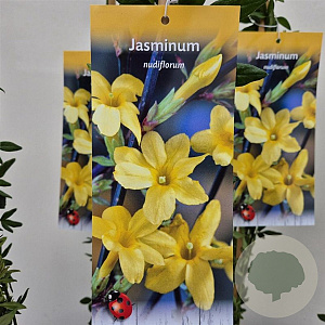 Jasminum nudiflorum 60-65 cm 2,5L