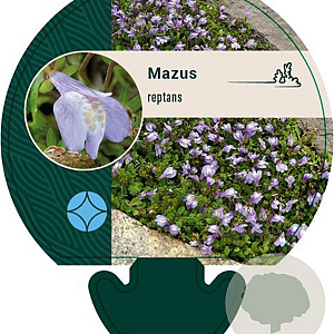 Mazus reptans GM P9