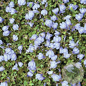 Mazus reptans GM P9