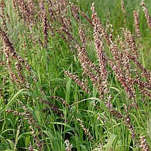 Melica altissima 'Atropurpurea' GM P9