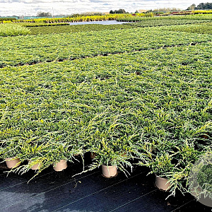 Juniperus squamata 'Blue Carpet' 30-40 cm 3,0L