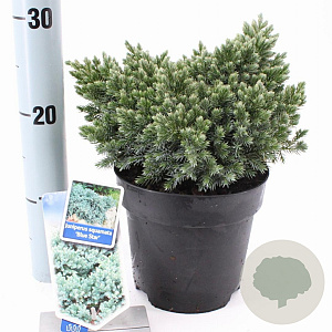 Juniperus squamata 'Blue Star' 20-25 cm 3,0L