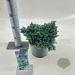 Juniperus squamata 'Blue Star' 20-25 cm 3,0L