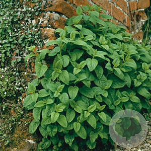 Melissa officinalis GM P9