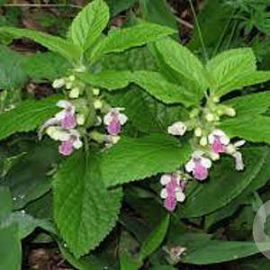 Melittis melissophyllum GM P9