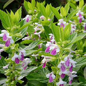 Melittis melissophyllum GM P9