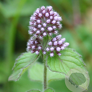 Mentha aquatica GM P9