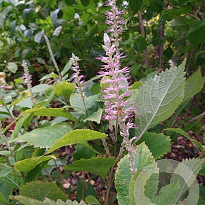 Leucosceptrum stellipilum tosaense GM P9