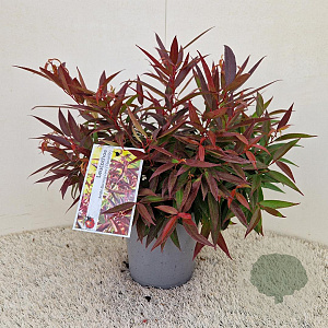Leucothoe keiskei Burning Love 30-35 cm 2,5L