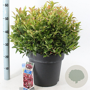 Leucothoe 'Zeblid' 40-50 cm 15L