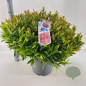 Leucothoe 'Zeblid' 40-50 cm 15L