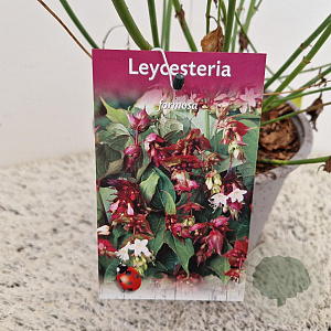 Leycesteria formosa 50-60 cm 3,0L