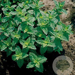 Mentha spicata GM P9