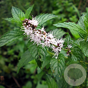 Mentha spicata GM P9