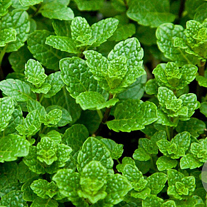 Mentha spicata 'Moroccan' GM P9
