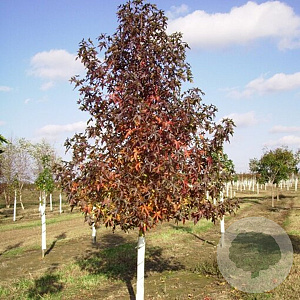 Liquidambar s. 'Moraine' 16-18 HO draadkluit geveerd