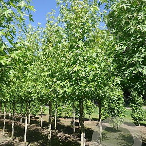 Liquidambar s. 'Worplesdon' 40-45 HO draadkluit