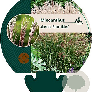 Miscanthus sin. 'Ferner Osten' GM P9