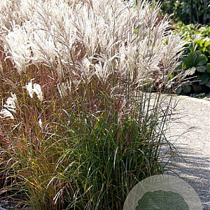 Miscanthus sin. 'Ferner Osten' GM P9