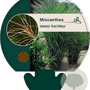 Miscanthus sin. 'Gracillimus' GM P9