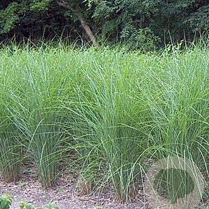 Miscanthus sin. 'Gracillimus' GM P9