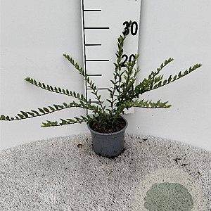 Lonicera pileata 'Moss Green' 25-30 cm C1.3