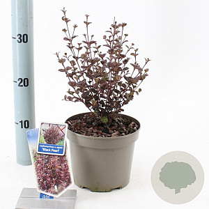 Lophomyrtus ralphii Black Pearl 25-30 cm 2,0L