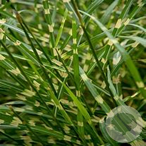 Miscanthus sin. 'Little Zebra' GM P9