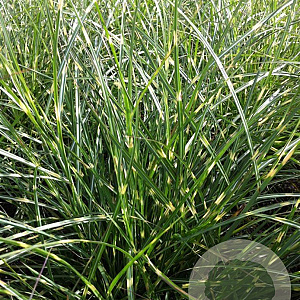 Miscanthus sin. 'Little Zebra' GM P9