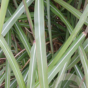 Miscanthus sin. 'Malepartus' GM P9