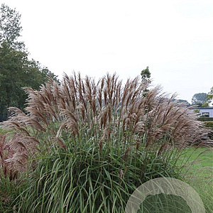 Miscanthus sin. 'Malepartus' GM P9