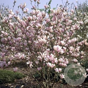 Magnolia 'George Henry Kern' 100 cm stam 5,0L