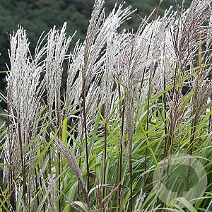 Miscanthus sin. 'Silberfeder' GM P9