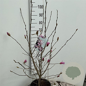 Magnolia loebneri 'Leonard Messel' 100-125 cm 15L