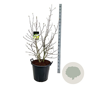 Magnolia loebneri 'Wildcat' 125-150 cm cont. 55L extra