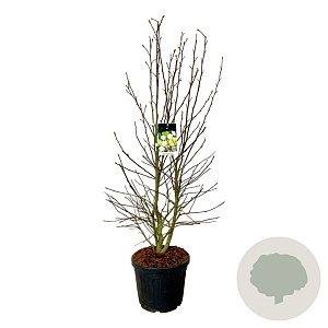 Magnolia loebneri 'Wildcat' 150-175 cm cont. 55L extra